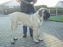 Mastiff nicolai