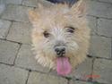 Norwich terrier Bjørn