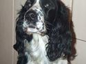 Engelsk springer spaniel Rowntree Indra at Zima