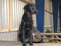 Flat coated retriever J-J