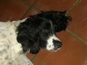 Engelsk springer spaniel Coco