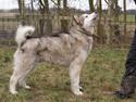 Alaskan malamute First Balto *himmelhund*