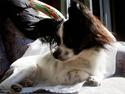 Papillon Mini.. (Fået nyt hjem=(