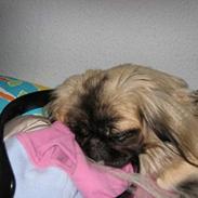 Pekingeser Gucci