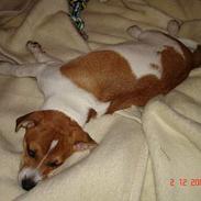 Dansk svensk gaardhund Zuma