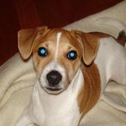 Dansk svensk gaardhund Zuma