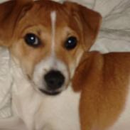 Dansk svensk gaardhund Zuma