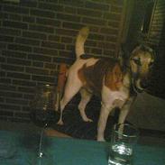 Glathåret foxterrier Futte