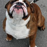 Engelsk bulldog Mogens (Marmaduke)