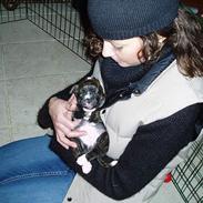 Staffordshire bull terrier Mika