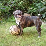 Staffordshire bull terrier Mika