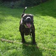 Staffordshire bull terrier Mika