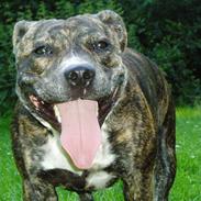 Staffordshire bull terrier Mika