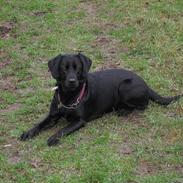 Labrador retriever Kiki