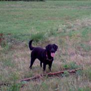 Labrador retriever Kiki