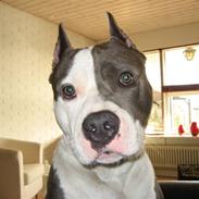 Amerikansk staffordshire terrier Isaac ( R.I.P )