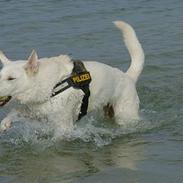 Hvid Schweizisk Hyrdehund Gilbert RIP 05-08-2011