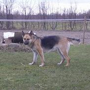 Schæferhund Asia