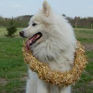 Samojedhund Ruska