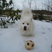Samojedhund Ruska