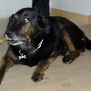 Blanding af racer Boss (Død) 