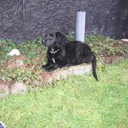 Blanding af racer Rollo /opdateret den 3/4