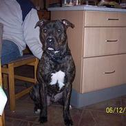 Amerikansk bulldog bambi 