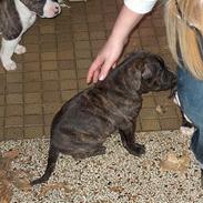 Amerikansk bulldog bambi 