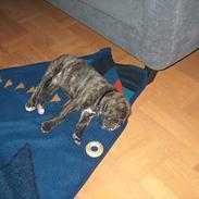 Amerikansk bulldog bambi 