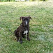 Amerikansk bulldog bambi 