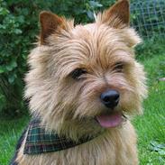 Norwich terrier Teiwick Bruce Willis