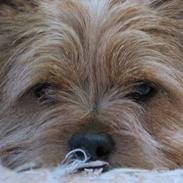 Norwich terrier Teiwick Bruce Willis