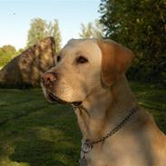 Labrador retriever Zazu