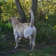 Labrador retriever Zazu