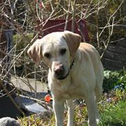 Labrador retriever Zazu