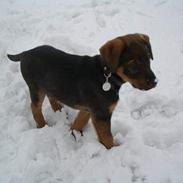 Blanding af racer Chico