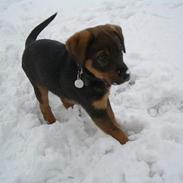 Blanding af racer Chico