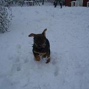 Blanding af racer Chico