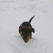 Blanding af racer Chico