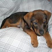 Blanding af racer Chico