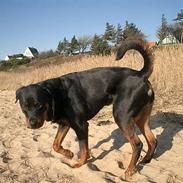 Rottweiler Kalle von Kornvej