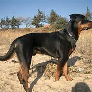 Rottweiler Kalle von Kornvej