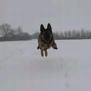 Schæferhund Sportshund Ally