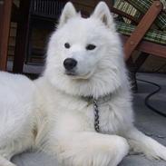Samojedhund Bamse