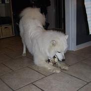 Samojedhund Bamse
