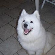 Samojedhund Bamse