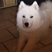 Samojedhund Bamse