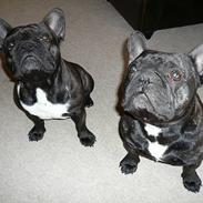 Fransk bulldog Nimbus