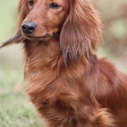 Gravhund Rasmus