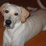 Labrador retriever Castro